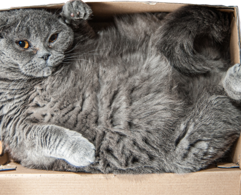 A cat that doesn’t fit in a box